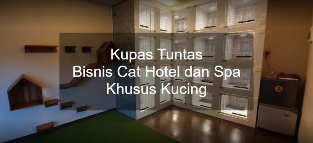 Kupas Tuntas Bisnis Cat Hotel dan Spa Khusus Kucing